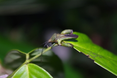 Meropachyini