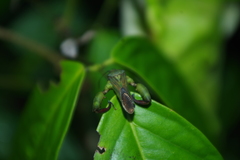 Meropachyini