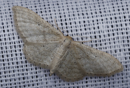 Idaea sylvestraria