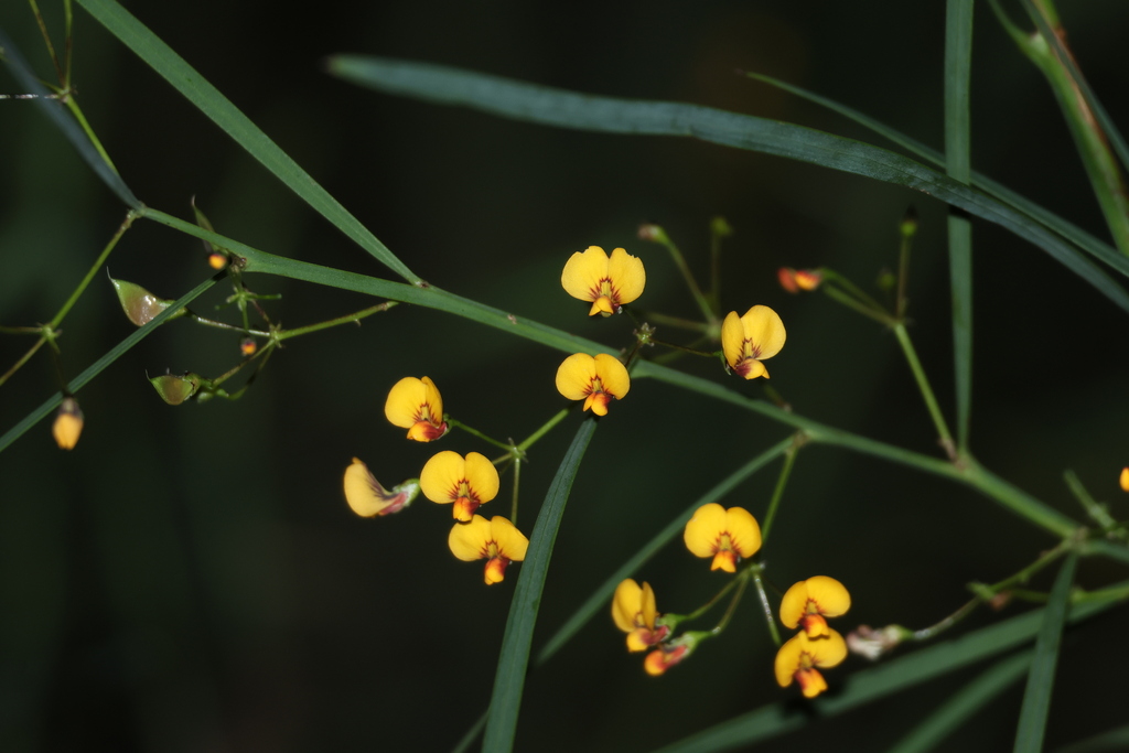 long-leaf bitter-pea