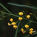 Long-leaf Bitter-Pea - Photo (c) Greg Tasney, some rights reserved (CC BY-SA), uploaded by Greg Tasney