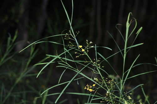 Image of Daviesia wyattiana by (c) Greg Tasney, some rights reserved (CC BY-SA)