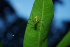 Tapinillus
