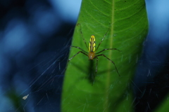 Tapinillus