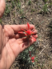 Castilleja lanata