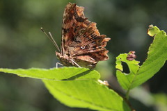Polygonia c-album