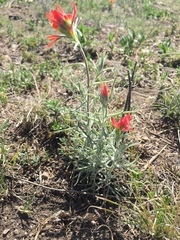 Castilleja lanata