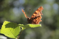 Polygonia c-album