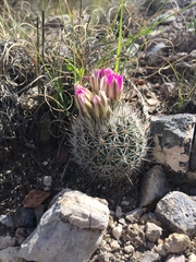 Rapicactus beguinii