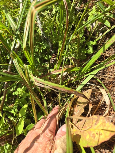 Image of Carex gynandra by no rights reserved