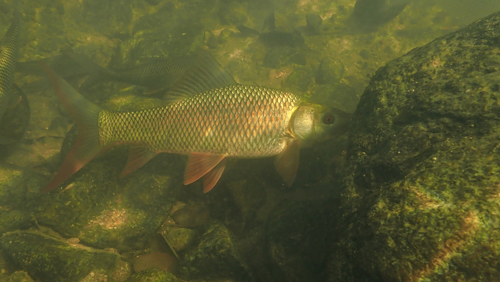 Roho labeo (Labeo rohita) — Cyprinidae
