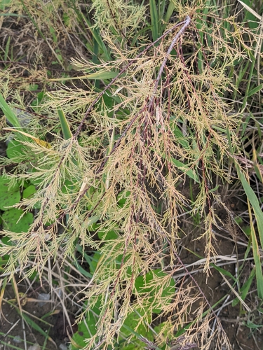 Tamarix laxa (Tamarix laxa)