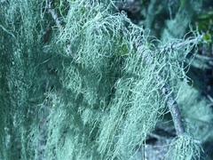 Ramalina usnea