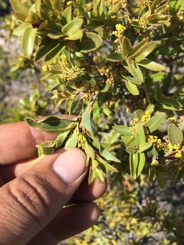 Quercus pringlei
