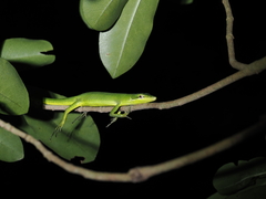 Sakishima Grass Lizard photo 4