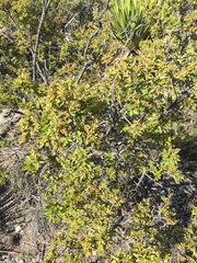 Quercus pringlei