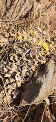 Euphorbia clivicola, photograph (c) Suvarna Parbhoo Mohan, some rights reserved (CC BY-SA)
