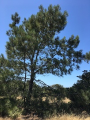 Pinus torreyana