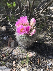 Rapicactus beguinii
