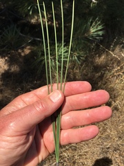 Pinus torreyana