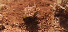 Euphorbia trichadenia