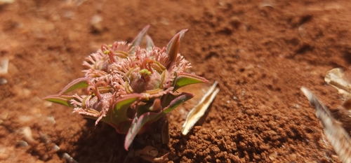Euphorbia trichadenia, photograph 1