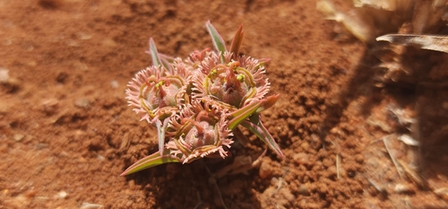Euphorbia trichadenia, photograph 2