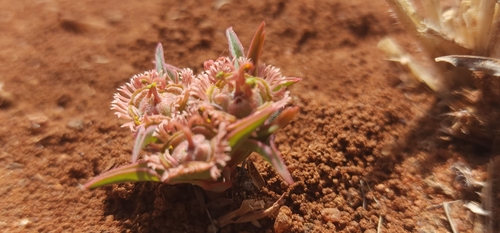 Euphorbia trichadenia, photograph 3
