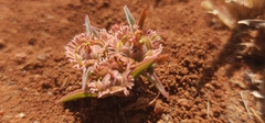 Euphorbia trichadenia, photograph (c) Suvarna Parbhoo Mohan, some rights reserved (CC BY-SA)