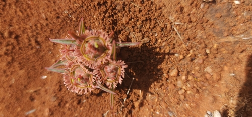 Euphorbia trichadenia, photograph 5