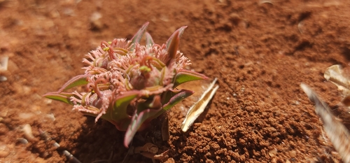 Euphorbia trichadenia, photograph 6