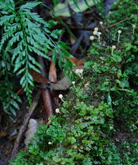Vibrissea dura