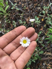 Erigeron dryophyllus
