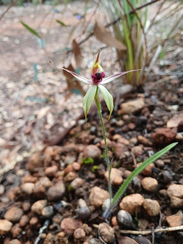 Image of Caladenia macrostylis by (c) Leon Perrie, some rights reserved (CC BY)