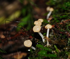 Vibrissea dura