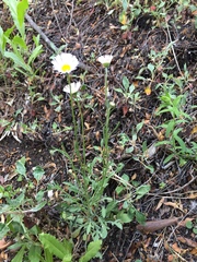 Erigeron dryophyllus