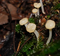 Vibrissea dura