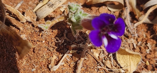 Aptosimum procumbens, photograph 2