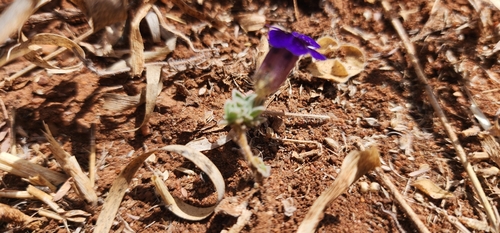 Aptosimum procumbens, photograph 3
