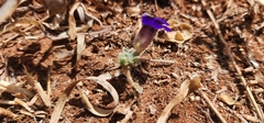 (c) Suvarna Parbhoo Mohan, some rights reserved (CC BY-SA) Aptosimum procumbens, photograph (c) Suvarna Parbhoo Mohan, some rights reserved (CC BY-SA)