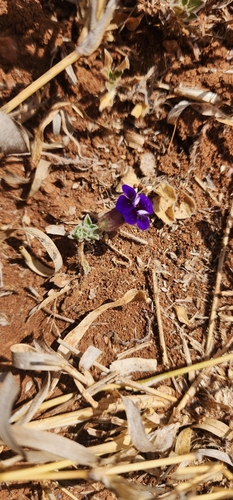 Aptosimum procumbens, photograph 4