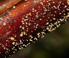 Lachnum pteridophyllum