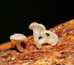 Mycena roseoflava