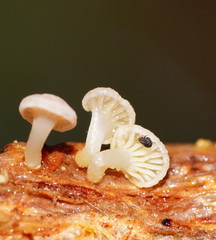 Mycena roseoflava