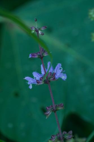 Image of Salvia japonica by (c) WATANABE Hitoshi 渡辺仁, some rights reserved (CC BY)