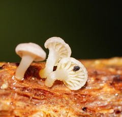 Mycena roseoflava