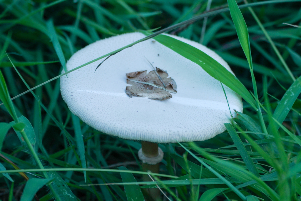 Chlorophyllum molybdites · September 2024 · photo: © tbc_watanabe (iNaturalist, cc-by)