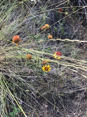 Gaillardia aristata