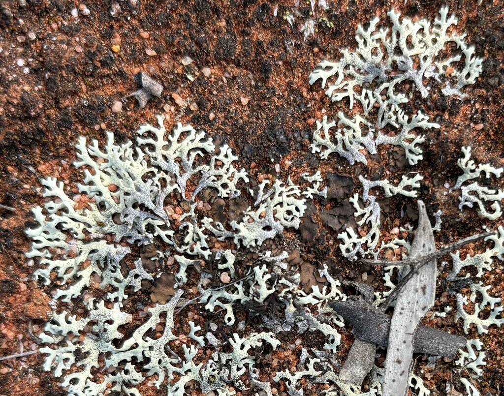 Xanthoparmelia cheelii