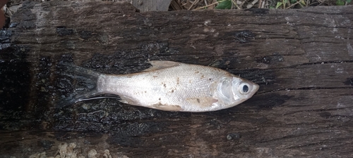 Mola carp (Thynnichthys thynnoides) — Cyprinidae — 3